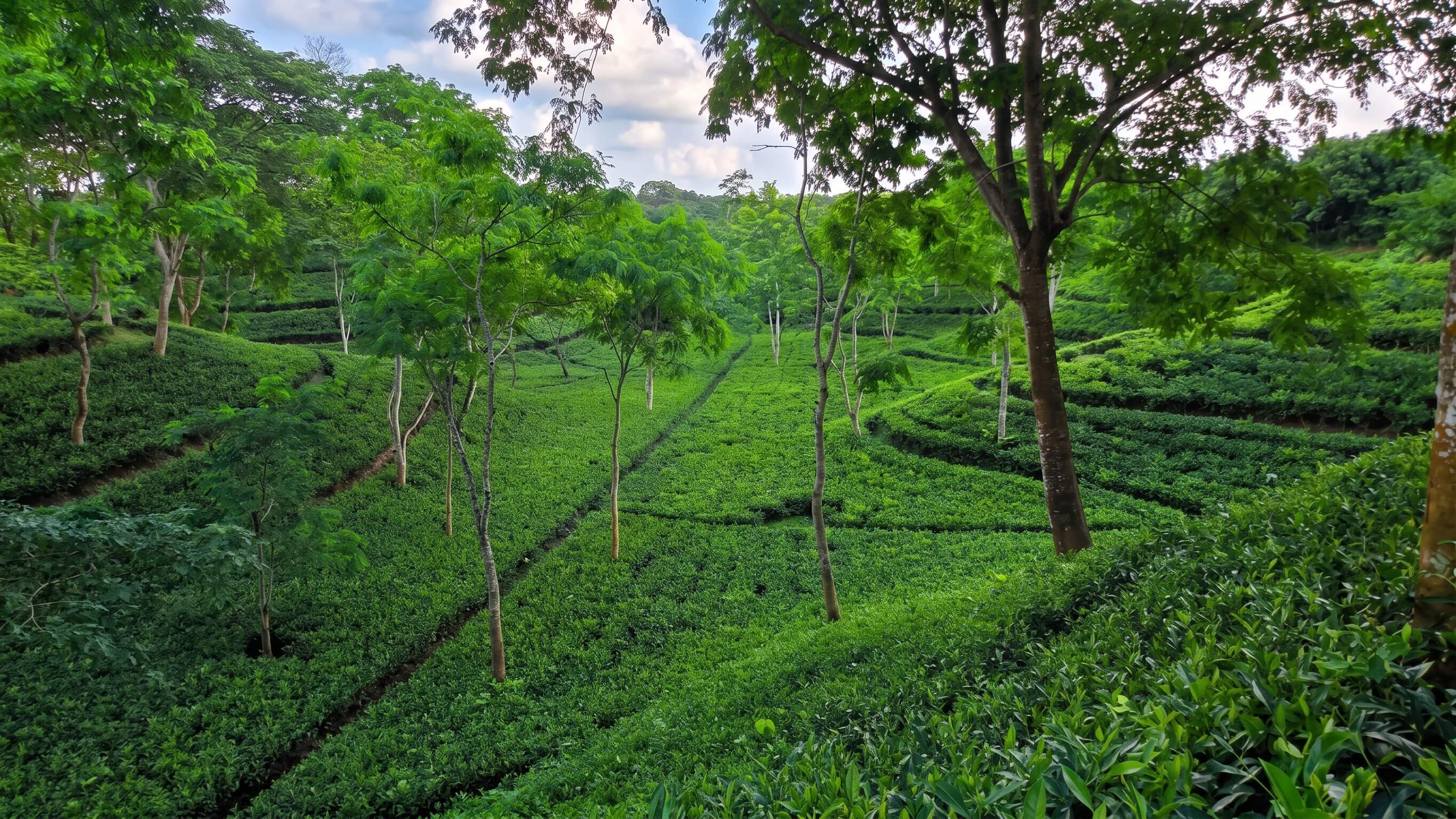 Tea rows and shade trees running down a hillside