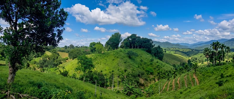 A wide green hillside of grass and trees under a bright sky