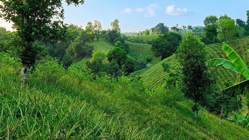 Pineapple and fruit trees on a sloping hillside