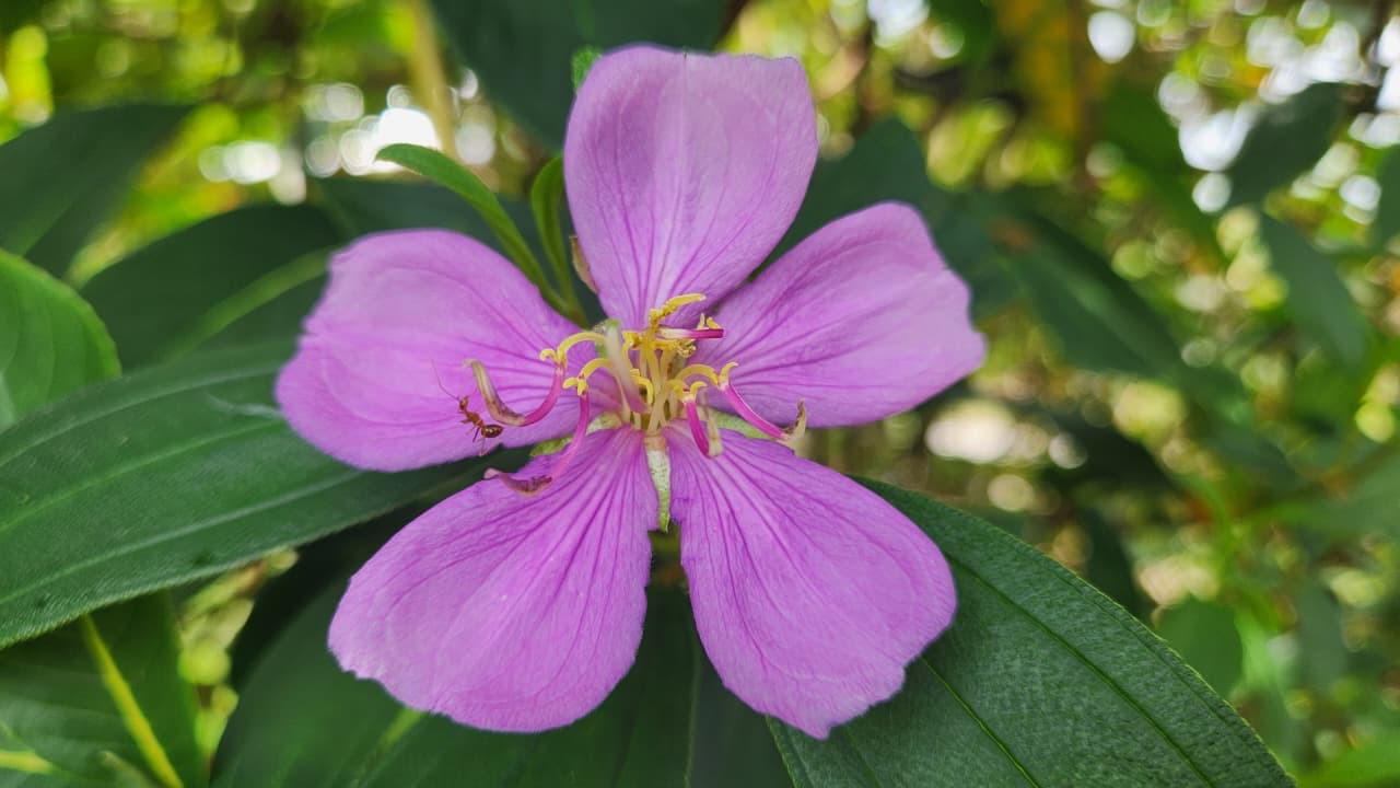 A purple flower open against soft green leaves