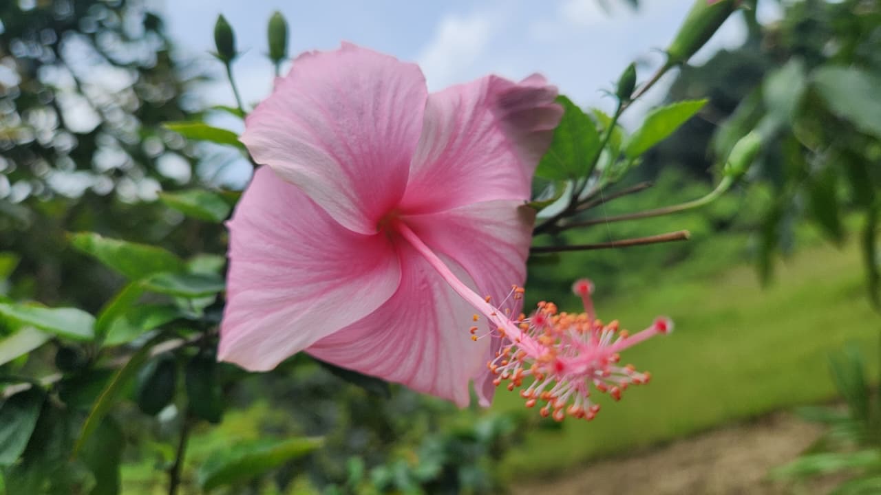A pale pink hibiscus blooming in front of the green hillside