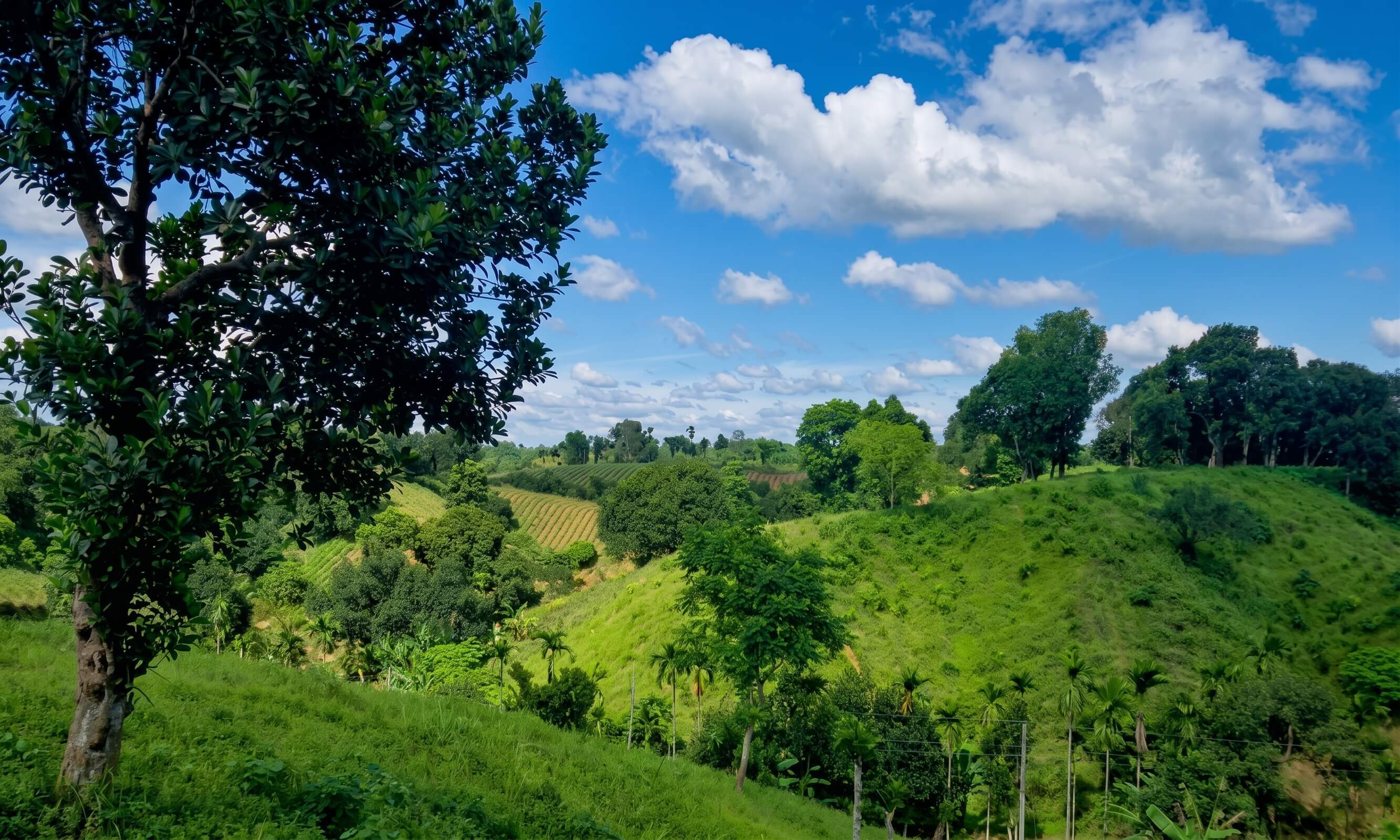 A green hillside of grass and trees under a bright sky